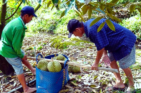 Nỗi lo 'giải cứu sầu riêng' khi diện tích trồng tăng chóng mặt, phá vỡ mọi quy hoạch- Ảnh 2. Nhiều rủi ro với nông dân trồng sầu riêng theo phong trào khi diện tích tăng quá nóng - Ảnh: MẬU TRƯỜNG