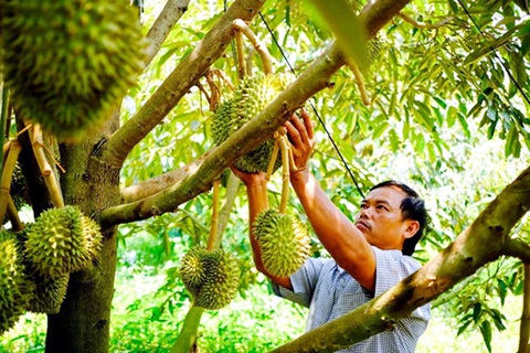 Nỗi lo 'giải cứu sầu riêng' khi diện tích trồng tăng chóng mặt, phá vỡ mọi quy hoạch- Ảnh 1. Vườn sầu riêng tại xã Ia Kriêng, huyện Đức Cơ, Gia Lai - Ảnh: TẤN LỰC