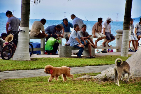 Xử lý 'nạn' chó thả rông tại Nha Trang: Nơi làm được, nơi không- Ảnh 1. Chó thả rông không rọ mõm tại công viên đường Trần Phú, TP Nha Trang - Ảnh: MINH CHIẾN