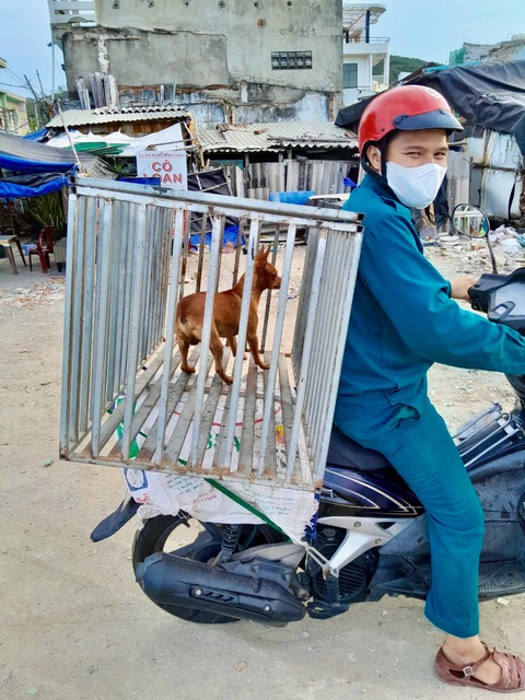 Xử lý 'nạn' chó thả rông tại Nha Trang: Nơi làm được, nơi không- Ảnh 4. Đội bắt chó thả rông phường Vĩnh Nguyên đưa một chú chó vô chủ về phường - Ảnh: UBND phường Vĩnh Nguyên cung cấp