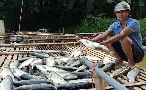 Cá chết hàng loạt trên sông Mã không phải do dịch bệnh- Ảnh 1. Cá lồng trên sông Mã đoạn qua huyện Bá Thước (Thanh Hóa) chết hàng loạt, gây thiệt hại nặng nề cho người nuôi cá - Ảnh người dân cung cấp