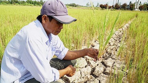 Cà Mau hạn nặng, nhiều dòng sông cạn khô nước, trơ đáy- Ảnh 1. Ông Lâm Văn Hậu bên đồng lúa cháy. Đây đã là vụ lúa thứ 3 thất bát của ông Hậu - Ảnh: THANH HUYỀN