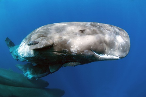 Loài nào có bộ não lớn nhất, chúng có phải thông minh nhất?- Ảnh 1. Cá nhà táng (Physeter macrocephalus) có bộ não lớn nhất, nặng tới khoảng 9kg - Ảnh: Shutterstock