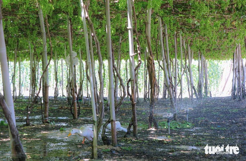 Nhờ tưới nước tiết kiệm, nho Thái An vẫn xanh mướt dưới cái nắng nung người- Ảnh 2. Người dân chủ động khoan giếng, áp dụng mô hình tưới nước tiết kiệm nên những vườn nho vẫn phát triển xanh mướt, trĩu quả giữa thời điểm nắng nóng khắc nghiệt