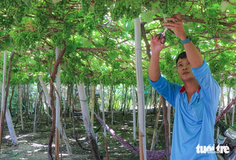 Nhờ tưới nước tiết kiệm, nho Thái An vẫn xanh mướt dưới cái nắng nung người- Ảnh 1. Anh Nguyễn Thành Quốc chăm sóc vườn nho trong thời điểm nắng nóng gay gắt - Ảnh: DUY NGỌC