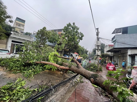 Trường học chìm trong biển nước sau mưa lớn, toàn bộ học sinh phải nghỉ học- Ảnh 7. Một cây xanh bị đổ tại TP Lào Cai sau mưa dông - Ảnh: PHẠM BẰNG