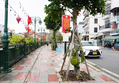 Cây ăn quả mít, xoài trĩu quả trên các tuyến phố trung tâm Hải Phòng, Quảng Ninh- Ảnh 5. Theo thống kê của Sở Xây dựng Hải Phòng, trên các tuyến phố trung tâm quận của thành phố hiện có khoảng 500 cây mít được trồng theo quy hoạch của thành phố - Ảnh: TIẾN THẮNG