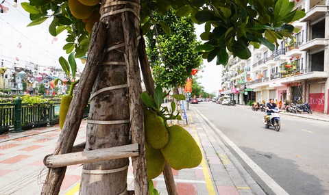 Cây ăn quả mít, xoài trĩu quả trên các tuyến phố trung tâm Hải Phòng, Quảng Ninh- Ảnh 1. Tuyến phố Thế Lữ, quận Hồng Bàng, TP Hải Phòng được trồng xen kẽ mít với phượng vỹ - Ảnh: TIẾN THẮNG