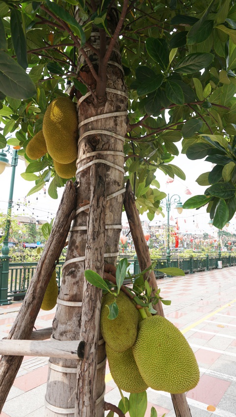 Cây ăn quả mít, xoài trĩu quả trên các tuyến phố trung tâm Hải Phòng, Quảng Ninh- Ảnh 3. Một cây mít trĩu quả sau hơn hai năm được trồng - Ảnh: TIẾN THẮNG