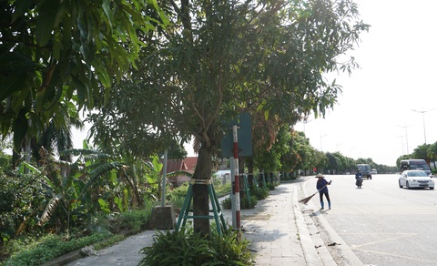 Cây ăn quả mít, xoài trĩu quả trên các tuyến phố trung tâm Hải Phòng, Quảng Ninh- Ảnh 8. Hàng trăm cây xoài được trồng dọc hai bên tuyến đường 10 làn của TP Hạ Long, tỉnh Quảng Ninh từ năm 2018 đang phát triển tốt - Ảnh: TIẾN THẮNG
