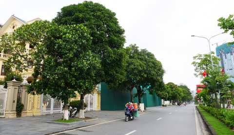 Cây ăn quả mít, xoài trĩu quả trên các tuyến phố trung tâm Hải Phòng, Quảng Ninh- Ảnh 6. Mít và xoài được trồng dọc tuyến phố trung tâm Lê Hồng Phong của Hải Phòng phát triển xanh tốt - Ảnh: TIẾN THẮNG