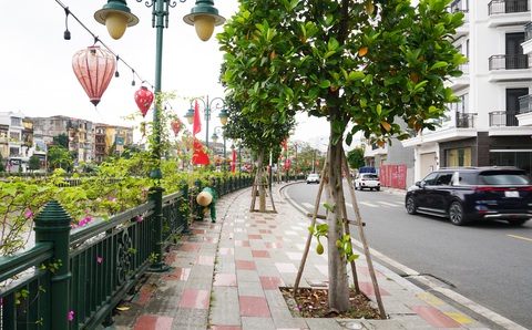 Cây ăn quả mít, xoài trĩu quả trên các tuyến phố trung tâm Hải Phòng, Quảng Ninh- Ảnh 4. Việc trồng mít giúp công tác chăm sóc giảm bớt hơn so với những cây hoa khác - Ảnh: TIẾN THẮNG