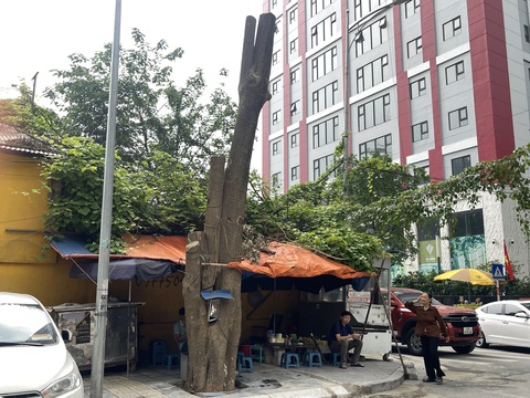 Lý do nào loạt cây xanh ở Hà Nội bị cắt trơ trụi giữa hè nắng nóng?- Ảnh 3. Lãnh đạo UBND phường Dịch Vọng Hậu cho biết việc cây xanh bị cắt trơ trụi để hạ thấp bộ rễ cây xuống lòng đất, tránh việc bị đổ trong mùa mưa bão - Ảnh: HÀ THU