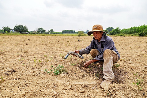Đồng khô cây khát bên dự án thủy lợi- Ảnh 1. Cánh đồng hàng chục ha ở thôn Quật Xá thiếu nước tưới, đường ống cấp nước hư hỏng do thi công đã lâu mà không sử dụng - Ảnh: HOÀNG TÁO