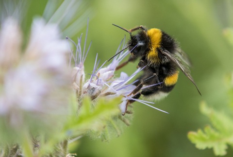 This file photo, taken on July 13, 2017, shows a bumblebee collecting pollen from a flower near Pattensen, northern Germany. Một con ong nghệ đang lấy phấn hoa từ một bông hoa gần Pattensen, miền bắc nước Đức - Ảnh: AFP