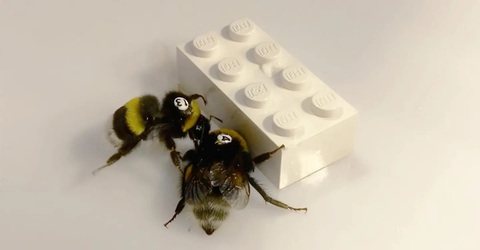 Phát hiện thú vị: Ong 'bắt tay' nhau chơi Lego- Ảnh 1. Những con ong chơi Lego trong nghiên cứu của các nhà khoa học Phần Lan - Ảnh: OLLI LOUKOLA