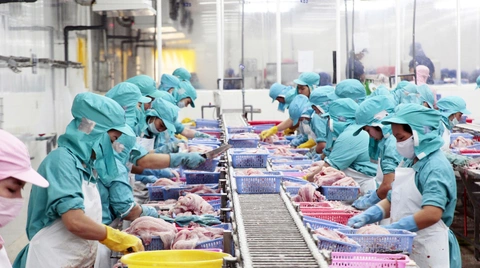 Vì sao người miền Tây ồ ạt 'đi Bình Dương'? - Kỳ 3: Ước gì tỉnh mình có nhiều nhà máy!- Ảnh 1. Phải kéo được nhiều nhà máy về, miền Tây mới giữ chân được lao động. Trong ảnh: công nhân làm việc tại một nhà máy chế biến xuất khẩu cá tra ở TP Cần Thơ - Ảnh: C.QUỐC
