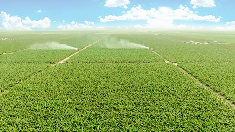 Hướng tới mô hình phát triển nông nghiệp bền vững- Ảnh 1. THACO AGRI ứng dụng cơ giới hóa, công nghệ sinh học và số hóa vào sản xuất nông nghiệp quy mô lớn