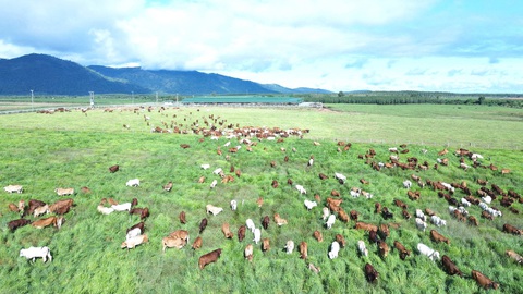Hướng tới mô hình phát triển nông nghiệp bền vững- Ảnh 2. Trang trại bò của THACO AGRI ở Khu liên hợp Ia Puch