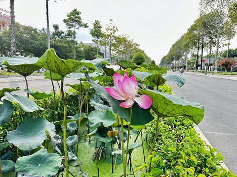 Tan chảy với những con đường rợp hoa ở miền Tây- Ảnh 8. Những khóm hoa sen trên đường Lý Thường Kiệt, tuyến đường đẹp nhất TP Cao Lãnh - Ảnh: ĐẶNG TUYẾT