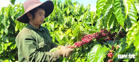 Khuyến cáo người dân không mở rộng diện tích cà phê- Ảnh 2. Nông dân Gia Lai thu hoạch cà phê - Ảnh: BỒNG SƠN