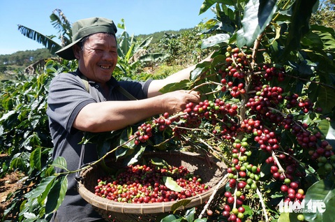 Khuyến cáo người dân không mở rộng diện tích cà phê- Ảnh 1. Giá cà phê ở mức cao, nhiều người trồng cà phê muốn mở rộng diện tích - Ảnh: MAI VINH