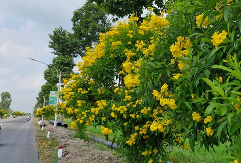 Tan chảy với những con đường rợp hoa ở miền Tây- Ảnh 7. Hoa hoàng yến dễ trồng lại nhẹ công chăm sóc - Ảnh: LÊ DÂN