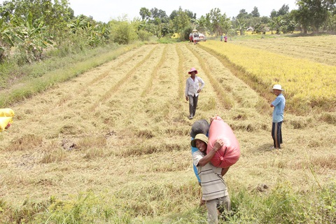 Người miền Tây ồ ạt đi Bình Dương: Làm sao để không còn ngậm ngùi ly hương?- Ảnh 1. Nông dân miền Tây thu hoạch lúa - Ảnh: CHÍ QUỐC