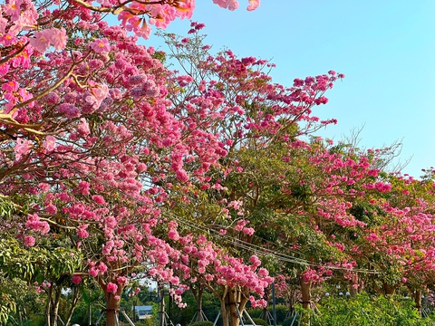 Tan chảy với những con đường rợp hoa ở miền Tây- Ảnh 2. Cây kèn hồng nở hoa, nhuộm hồng cả con đường dài gần 1km vào khu trung tâm hành chính huyện Châu Thành, Sóc Trăng - Ảnh: KHẮC TÂM