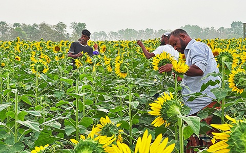 Hoa hướng dương có khả năng chịu mặn và phát triển nhanh, tạo thu nhập cho nông dân ven biển Bangladesh - Ảnh: BRAC Hoa hướng dương có khả năng chịu mặn và phát triển nhanh, tạo thu nhập cho nông dân ven biển Bangladesh - Ảnh: BRAC