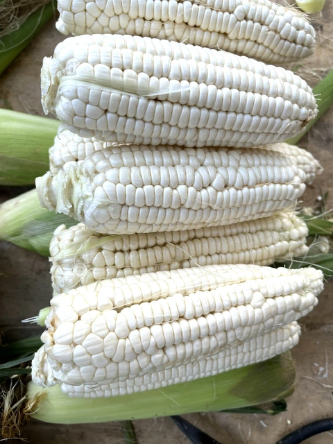 Ăn bắp tăng hay giảm cân?- Ảnh 3. Bắp được nhiều người chọn mua - Ảnh: THÙY DƯƠNG