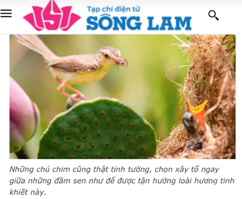 Xôn xao chuyện cắt tổ chim để chụp ảnh nghệ thuật- Ảnh 1. Bộ ảnh mùa sen, mùa chim làm tổ của ông Đ. được đăng tải trên tạp chí Sông Lam. Tuy nhiên sau đó phía tạp chí này đã gỡ bài viết khỏi hệ thống - Ảnh: D.HÒA chụp ảnh màn hình
