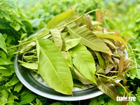 Tết Đoan ngọ đổ bánh xèo hông bây?- Ảnh 6. Đọt bằng lăng non hái ngoài đồng, loại bỏ lá sâu, lá cháy đốm là có thể cuốn bánh xèo ăn ngay