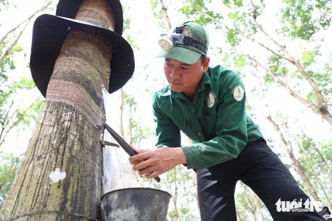 Sớm hoàn thiện khung pháp lý cho thị trường tín chỉ carbon- Ảnh 1. Ngành cao su Việt Nam là một trong những ngành có cơ hội bán tín chỉ carbon - Ảnh: TRUNG TÂN