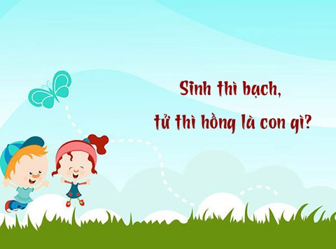 Sinh thì bạch, tử thì hồng là con gì?- Ảnh 1. Sinh thì bạch, tử thì hồng là con gì?- Ảnh 1.