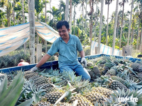 Mô hình 3 tầng khóm - cau - dừa giúp nông dân Kiên Giang ‘sống khỏe’- Ảnh 2. Thương lái chạy xe tải nhỏ vào tận vườn thu mua khóm của người dân