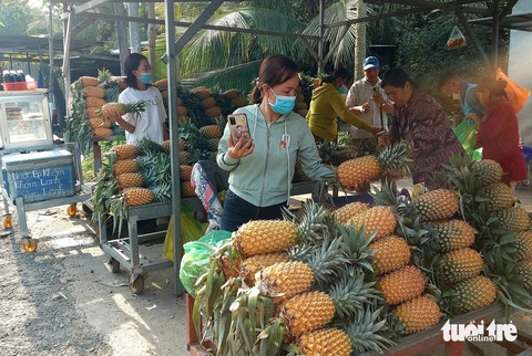 Mô hình 3 tầng khóm - cau - dừa giúp nông dân Kiên Giang ‘sống khỏe’- Ảnh 3. Khách hàng nhộn nhịp mua khóm ở huyện Châu Thành (Kiên Giang)