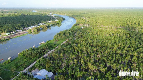 Mô hình 3 tầng khóm - cau - dừa giúp nông dân Kiên Giang ‘sống khỏe’- Ảnh 6. Mô hình sinh thái ba tầng khóm - cau - dừa được người dân trồng nhiều ở huyện Châu Thành (Kiên Giang)