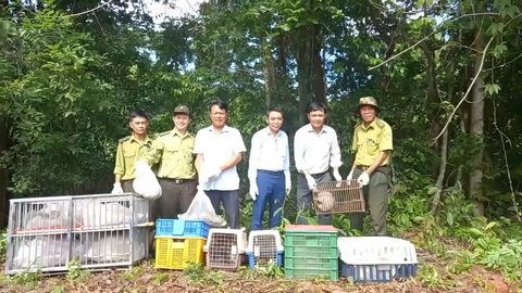 Thả về tự nhiên con khỉ từng cắn người và con trăn bò lên giường nhà dân- Ảnh 1. Chi cục Kiểm lâm TP.HCM phối hợp Khu bảo tồn thiên nhiên - văn hóa Đồng Nai thả 29 động vật hoang dã về môi trường tự nhiên - Ảnh do lực lượng chức năng cung cấp