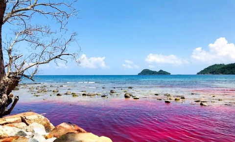 Xã Thổ Châu lần đầu tiên xuất hiện thủy triều đỏ- Ảnh 1. Hiện tượng thủy triều đỏ xuất hiện ở xã Thổ Châu (TP Phú Quốc) - Ảnh: Người dân cung cấp