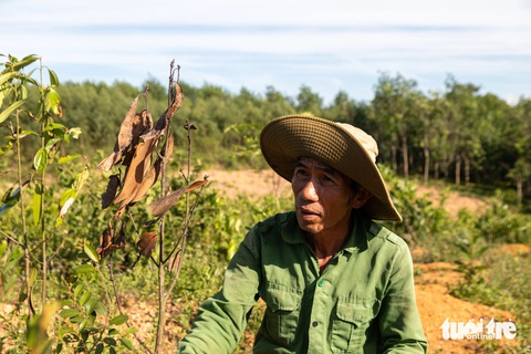 Nông dân mất trắng hàng trăm triệu đồng sau 2 năm trồng quế thay thế cây tràm- Ảnh 1. Sau 2 năm trồng thử nghiệm, nhiều diện tích quế ở huyện Cam Lộ chết dần - Ảnh: HOÀNG TÁO