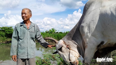 Lão nông kỳ lạ ở xứ Chắc Cà Đao- Ảnh 1. Chú bò hơn 40 năm tuổi như biết lạy ơn cứu mạng và chăm sóc nghĩa tình của ông Tám Pho - Ảnh: CHÍ HẠNH