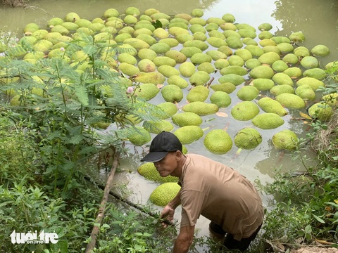 Mít Thái: Nghe giá mua mà tê tái, mỗi ký không bằng ly trà đá- Ảnh 1. Mít Thái hiện đang được thương lái mua tại vườn khoảng 2.000 đồng/kg. Trong ảnh: thu hoạch mít tại tỉnh Tiền Giang - Ảnh: MẬU TRƯỜNG