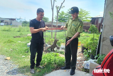 Kỳ đà vân quý hiếm nặng 7kg bò vào nhà người dân ở Bình Chánh- Ảnh 1. Anh Trương Văn Thường tự nguyện giao con kỳ đà vân cho Chi cục Kiểm lâm TP.HCM - Ảnh: NGỌC KHẢI