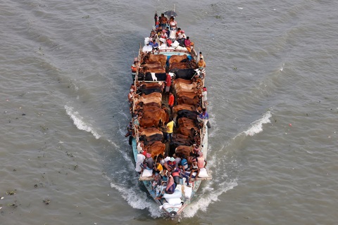 Các nhà buôn đang vận chuyển gia súc bằng thuyền tới một khu chợ ở thủ đô Dhaka, Bangladesh. Ảnh chụp ngày 11-6 vừa qua. (Reuters/Mohammad Ponir Hossain) Các nhà buôn đang vận chuyển gia súc bằng thuyền tới một khu chợ ở thủ đô Dhaka, Bangladesh. Ảnh chụp ngày 11-6 vừa qua. (Reuters/Mohammad Ponir Hossain)