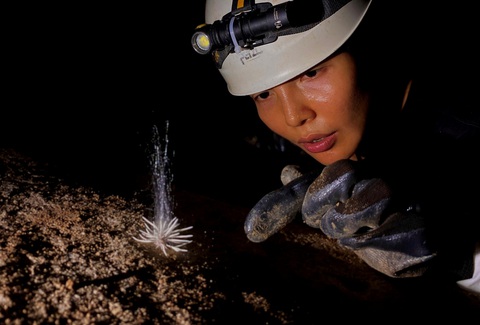 Phát hiện loài sinh vật lạ chưa từng thấy trong hang động ở Phong Nha- Ảnh 1. Loài sinh vật lạ được nhóm thám hiểm của Công ty TNHH Jungle Boss phát hiện trong hang Hùng, thuộc vùng lõi Vườn quốc gia Phong Nha - Kẻ Bàng - Ảnh: NGUYỄN VĂN ÚY