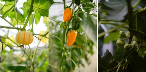 Đầu bếp nhà hàng 5 sao tìm nguồn rau củ tại nông trại công nghệ cao- Ảnh 5. Các loại rau củ quả tại WinEco đều được đạt tiêu chuẩn cao cấp nhưng vẫn lưu giữ các hương vị nguyên bản