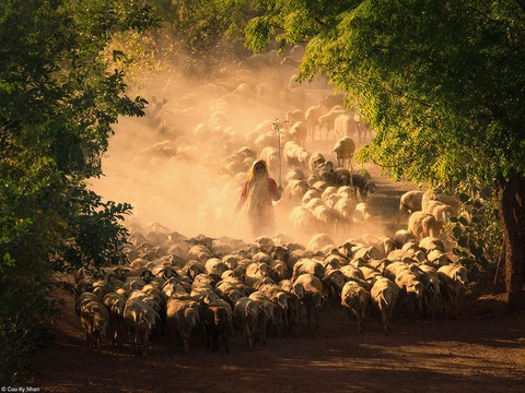 Các nhiếp ảnh gia Việt Nam thắng lớn ở giải ảnh Pink Lady Food Photography của Anh- Ảnh 5. Tác phẩm “Sheep farming of the cham people” (tạm dịch: Người Chăm chăn cừu) được nhiếp ảnh gia Cao Kỳ Nhân chụp tại tỉnh Ninh Thuận, đoạt giải nhì hạng mục Food in the field