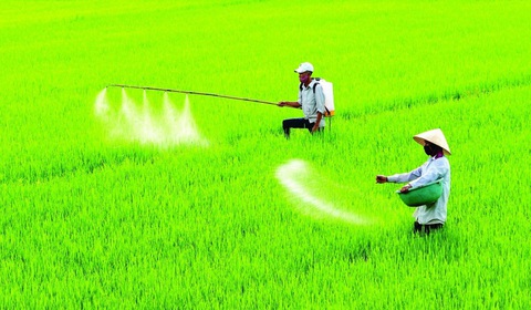 Đưa phân bón vào diện chịu thuế GTGT: Vì một nền nông nghiệp bền vững- Ảnh 1. Từ khi không phải chịu thuế GTGT, giá phân bón tăng đáng kể so với trước đó