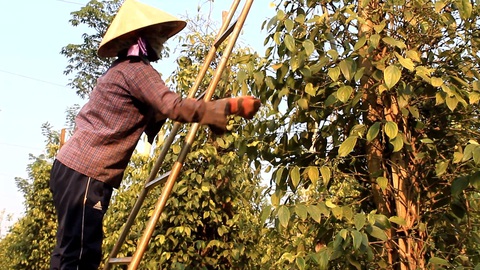Vụ hồ tiêu, cà phê nghi mất tại cảng Cát Lái: Phối hợp để điều tra vụ việc đến cùng- Ảnh 1. Thu hoạch hồ tiêu - Ảnh: N.TRÍ
